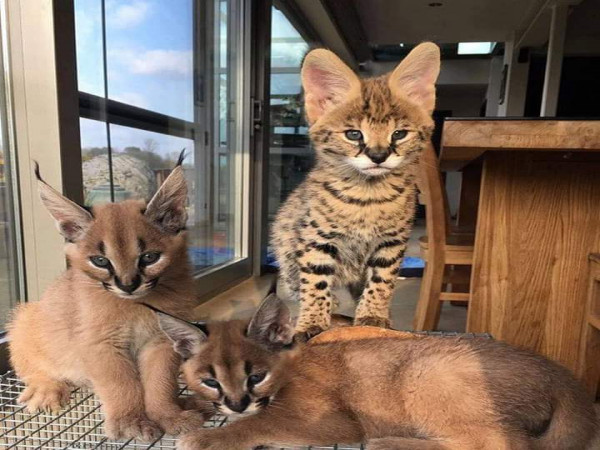 Kainchi chaton serval,caracal,savannah